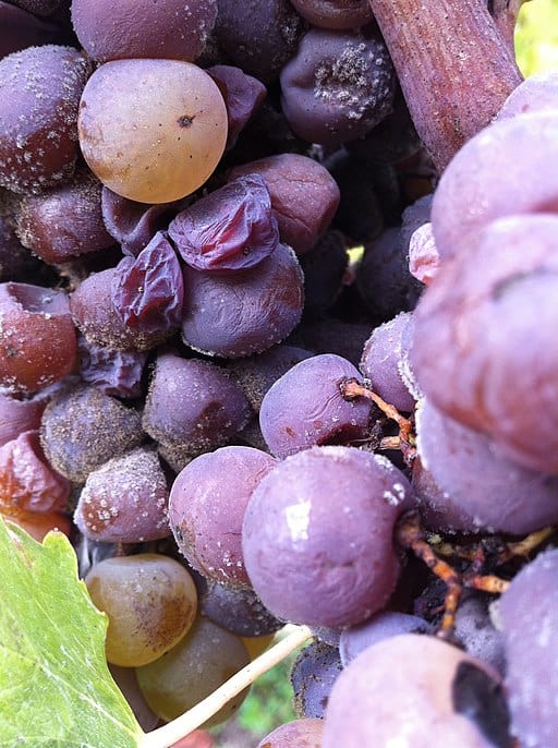 Infected grapes
