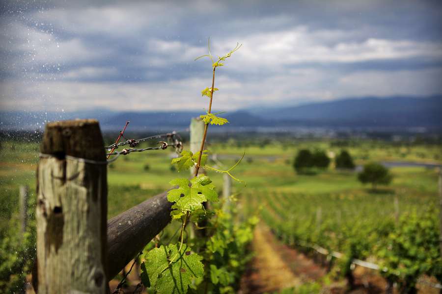 Tender Hope Winery