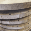 oak tanks
