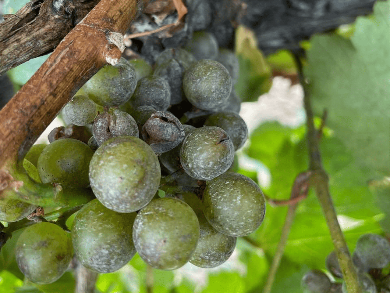 powdery mildew
