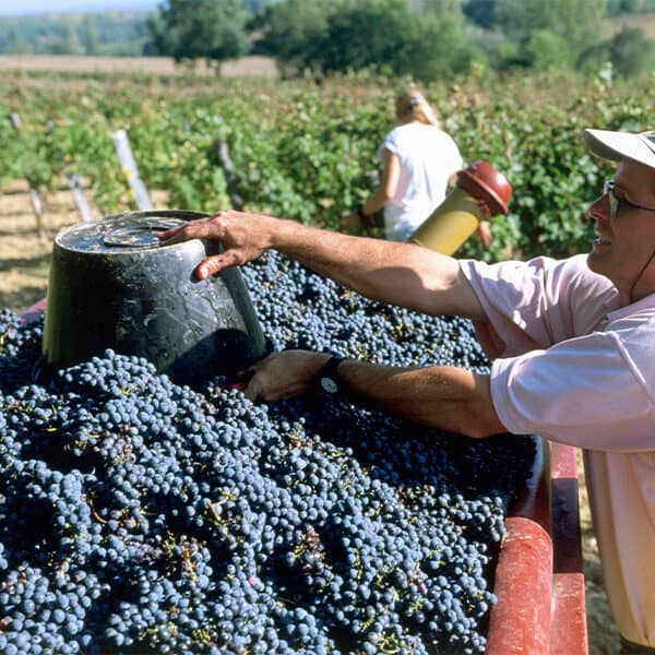 Winemaking