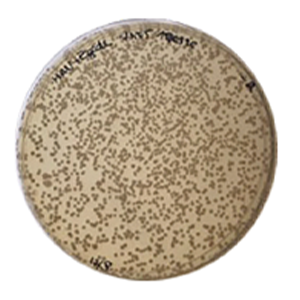with zymaflore egide bioprotection with zymaflore egide bioprotection
