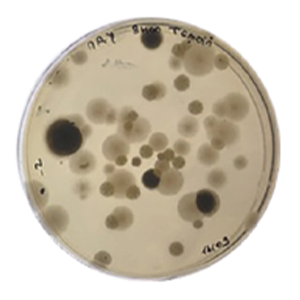 without zymaflore egide bioprotection without zymaflore egide bioprotection